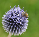 wenn’s Bienchen summt, ist’s Herzchen g’sund wenn’s Bienchen summt, ist’s Herzchen g’sund